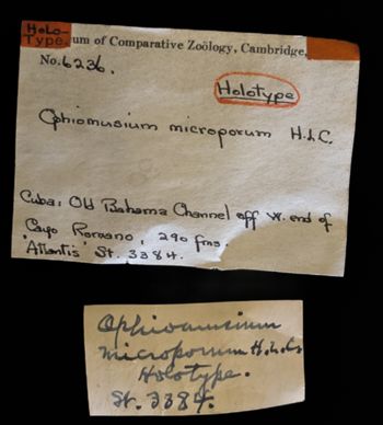 Media type: image;   Invertebrate Zoology OPH-6236 Description: Labels for this specimen included in the specimen tray.;  Aspect: labels